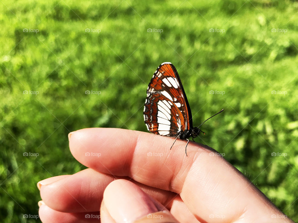 Female hand holding a brown butterfly in front of green grass background 