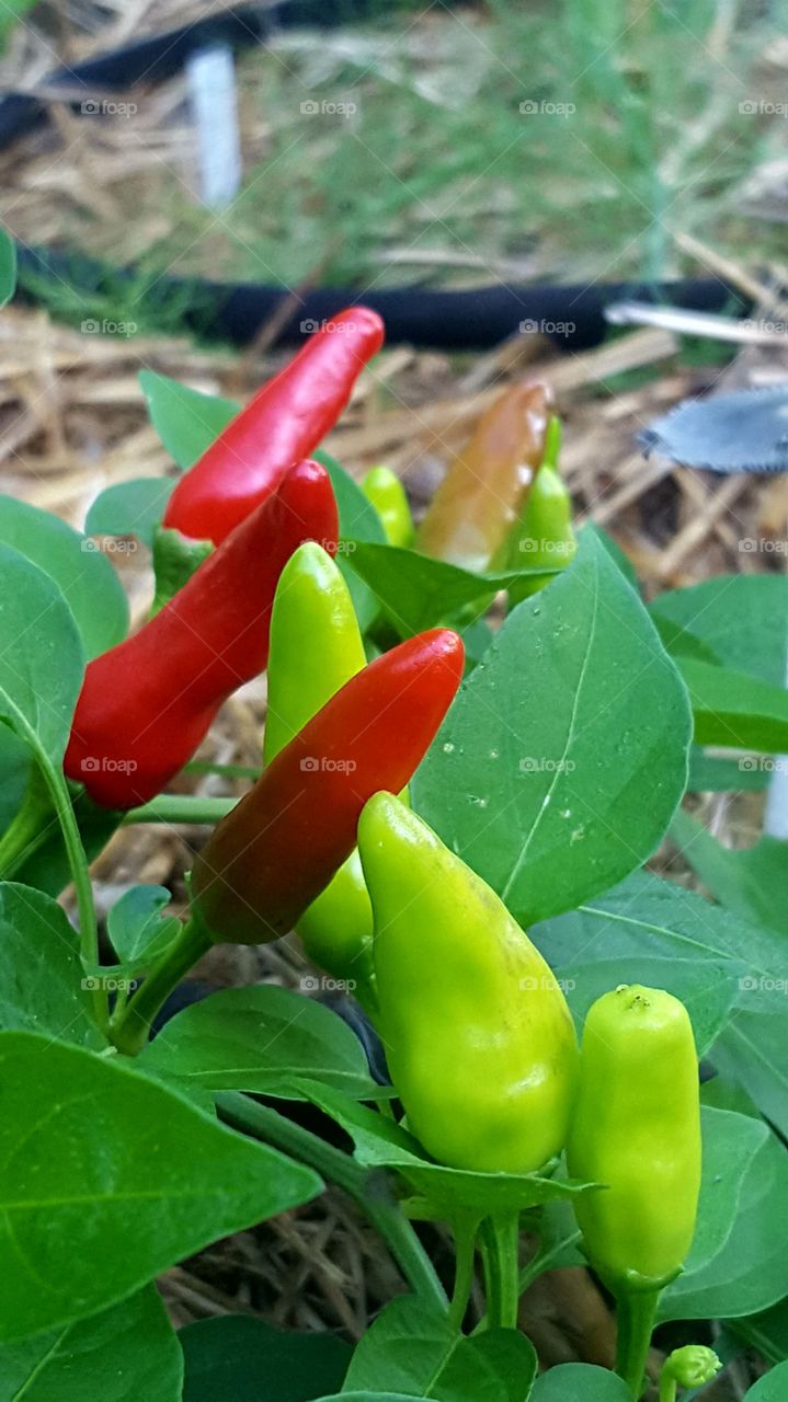 Mini sweet peppers ripening in summer garden