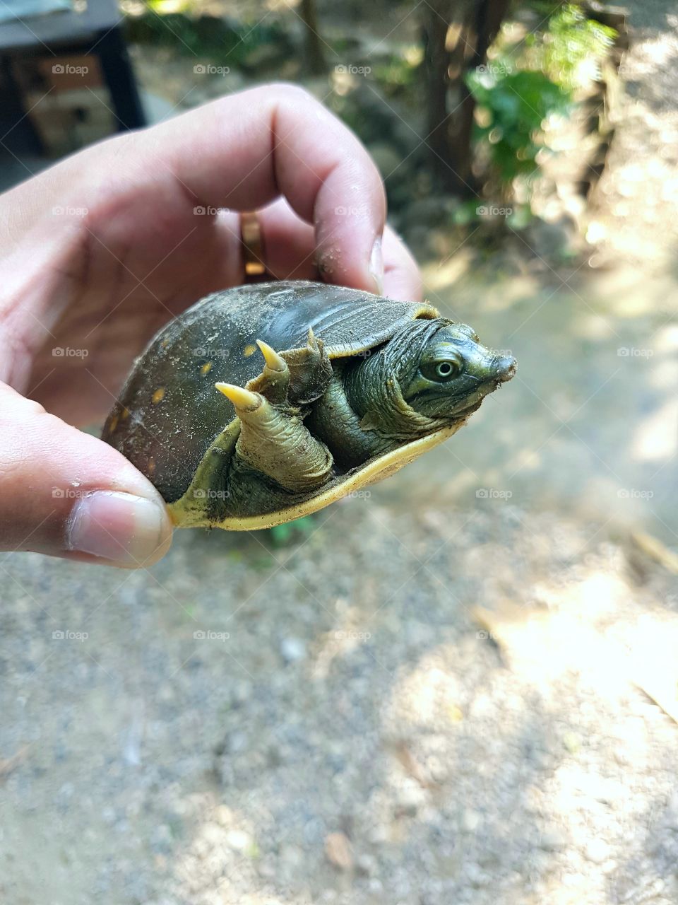 My cute little pet Turtle