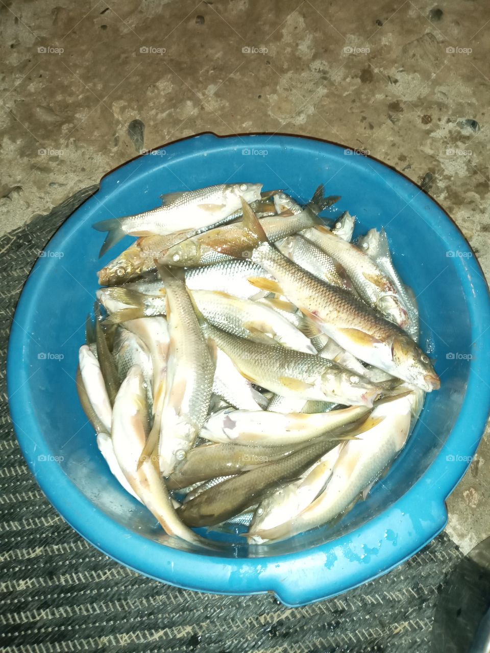 fish 🐟🐠🎏🎣🐡