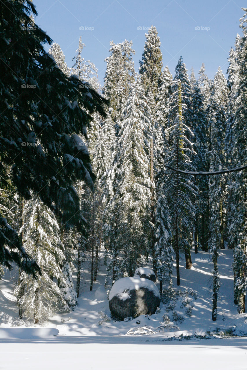 Winter in sequoia park 