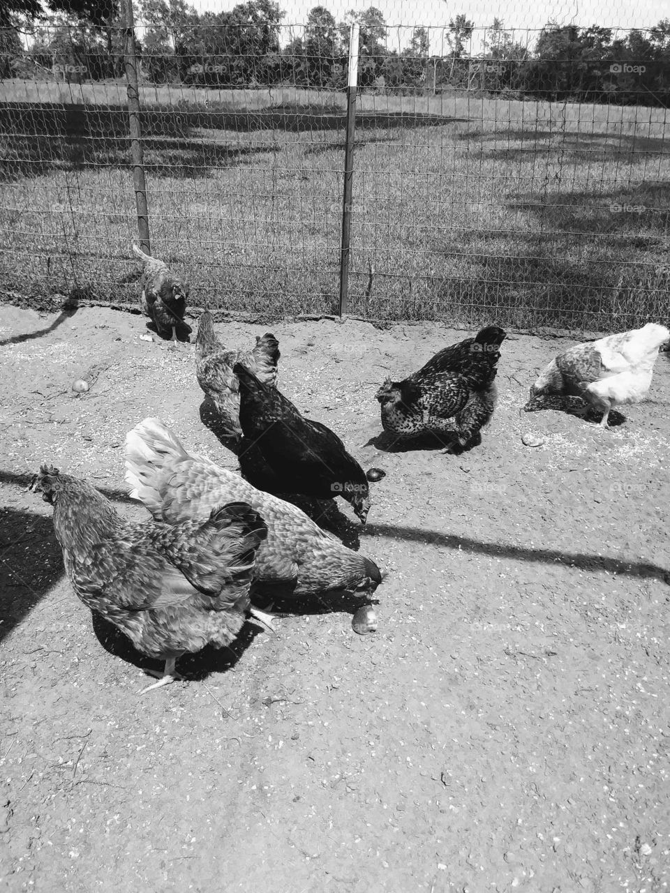 chickens in black & white