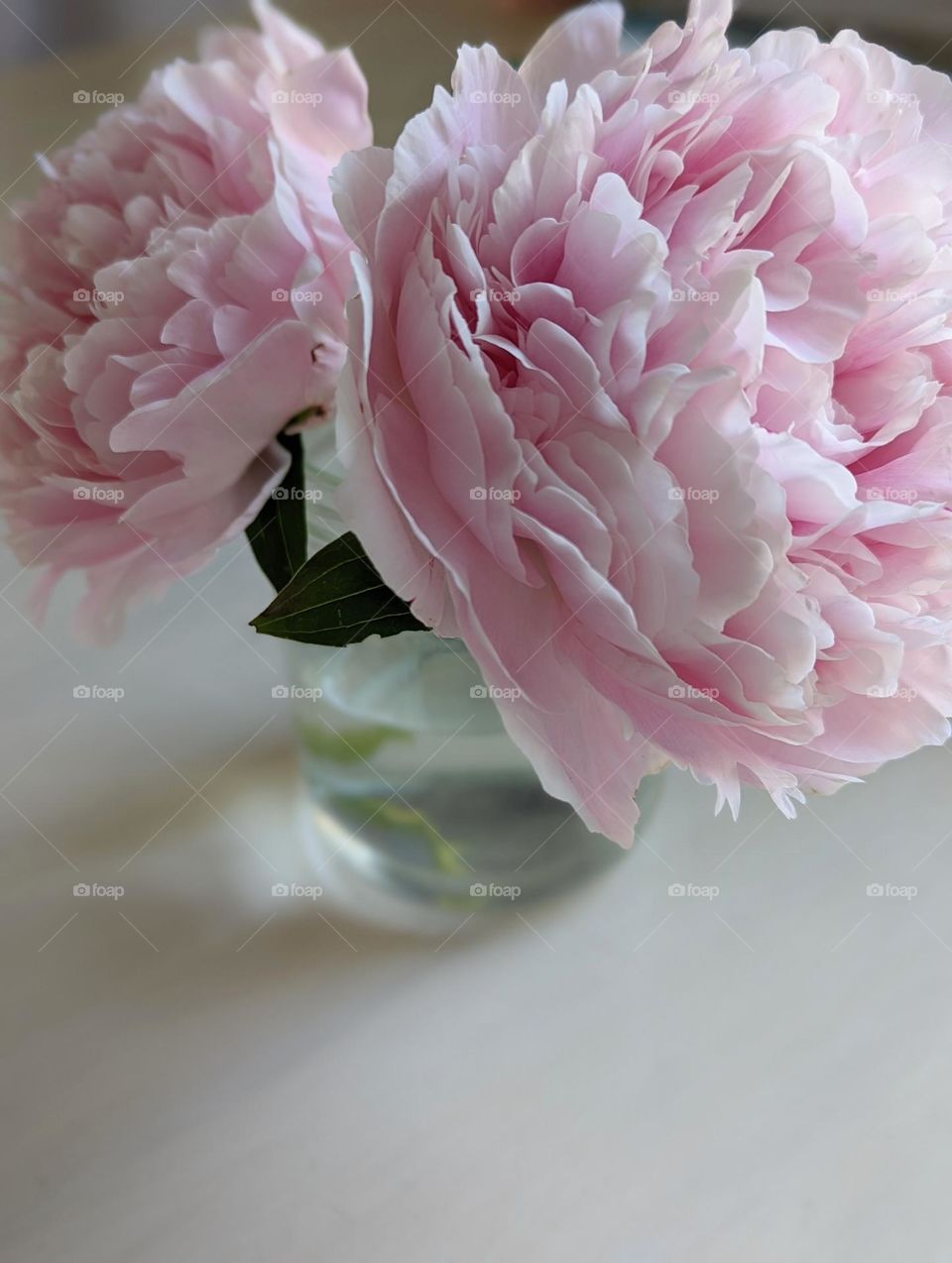 pink flower in full bloom close up in a clear glass vase