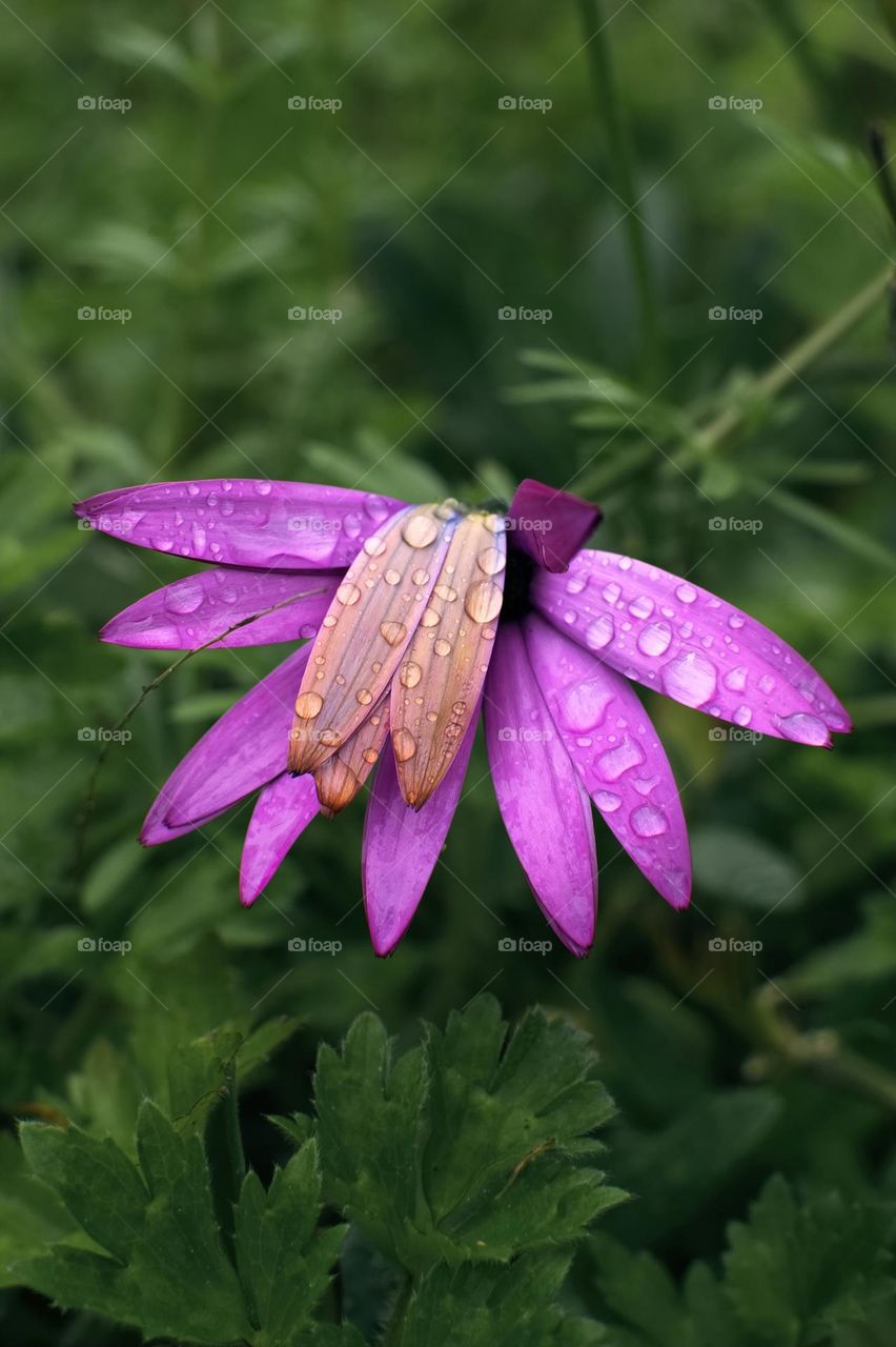 Closeup shot of pink flower full of water droplets