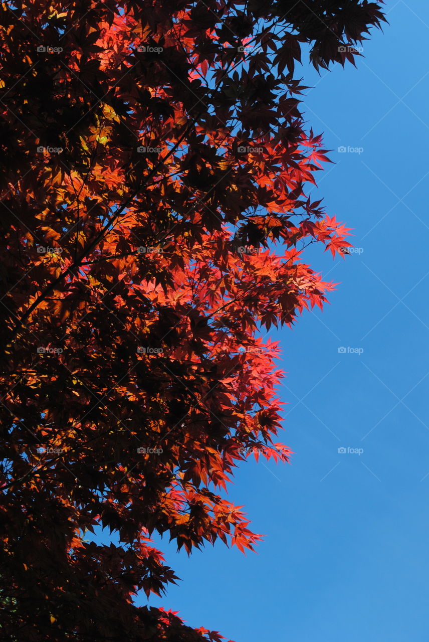red maple leafs branch blue sky