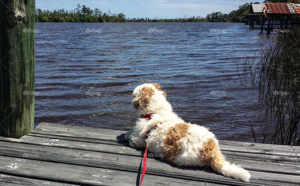 Scruffy enjoys the river breeze
