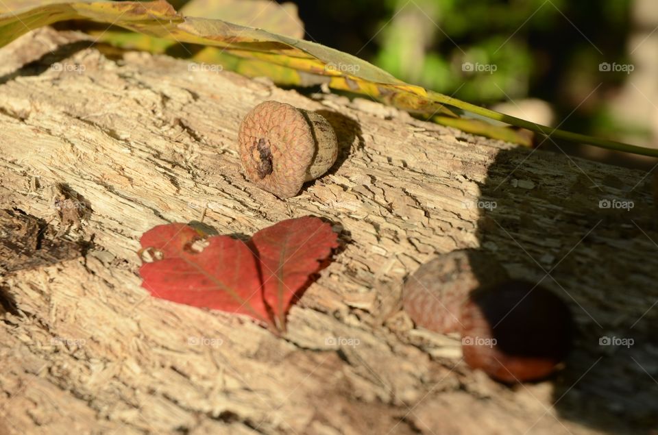 The setting sun shines beautifully and illuminates an acorn sitting on a falling tree in a nearby park.