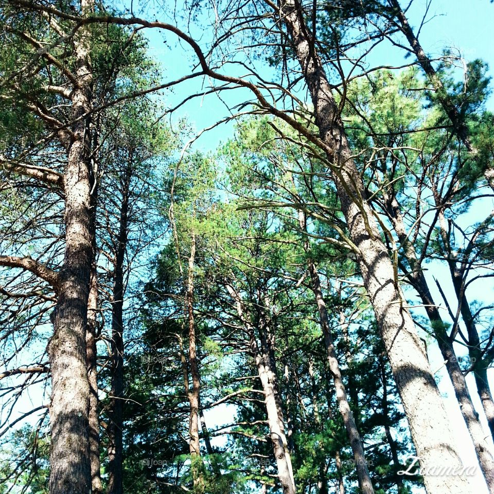 Blue sky through trees