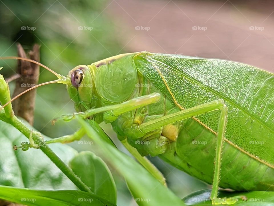 grasshopper