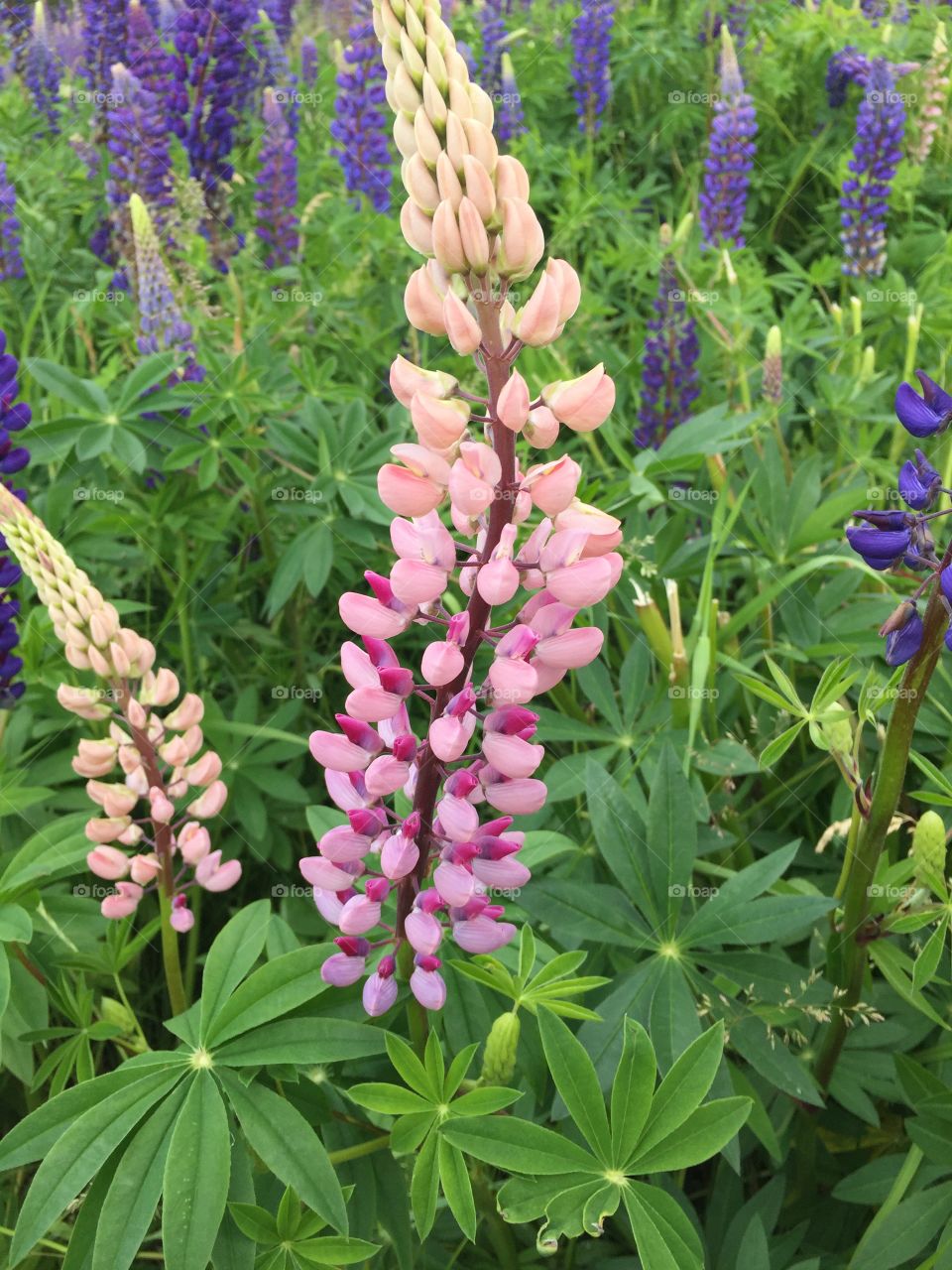 Diverse Lupine amongst the others on a windy cloud of day  