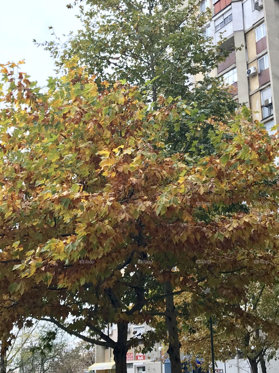 A tree in the colors of Fall.