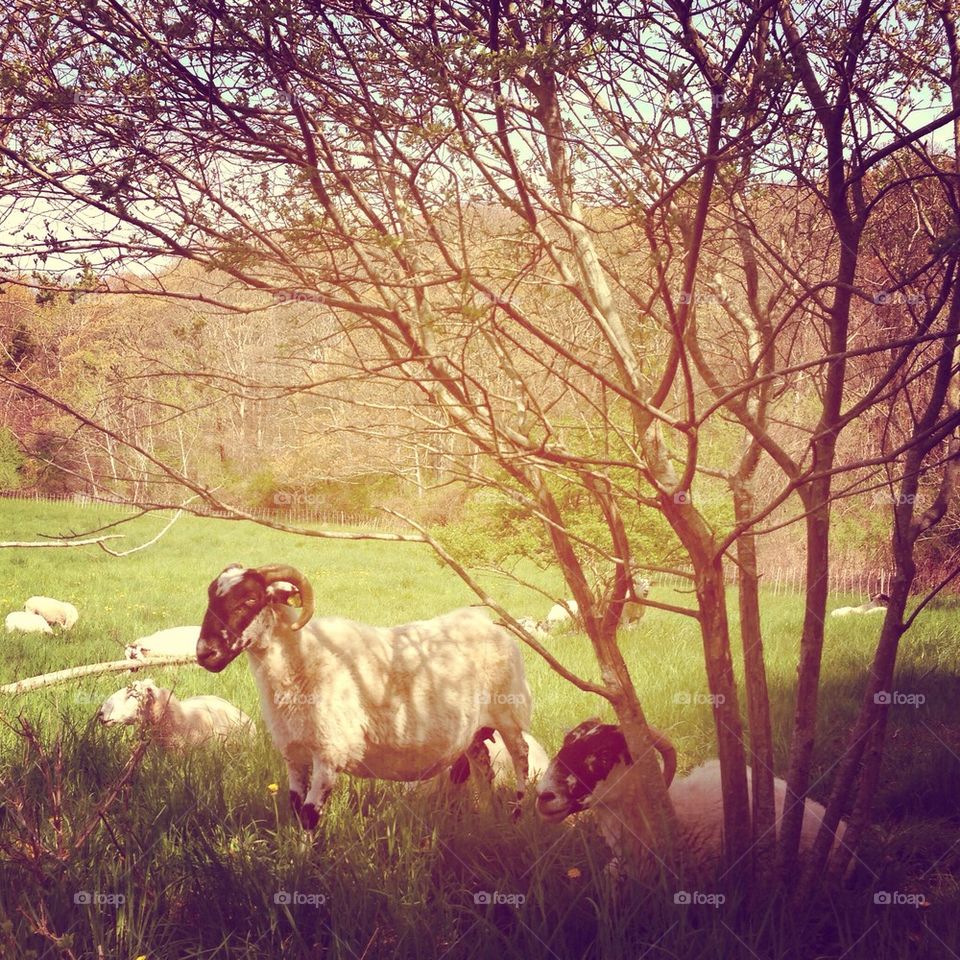 Sheep at the farm