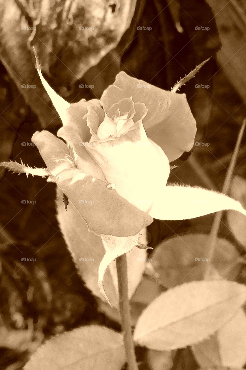 Antique Monochromatic White Rose Bud.