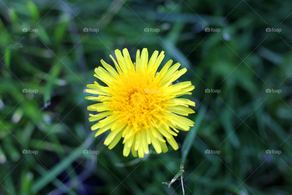 Dandelion, flower, vegetation, plants, meadow, meadow, village, sun, summer, heat, nature, landscape, still life, yellow, white, beautiful, furry,