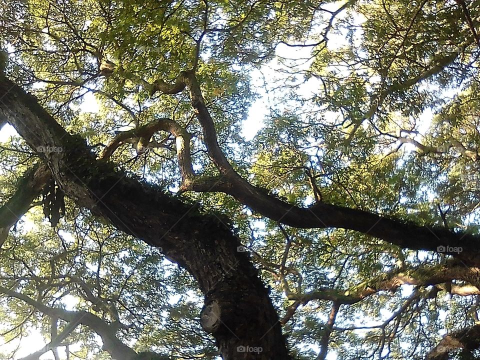 Tree Centennial-Rama Mantis