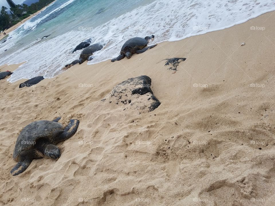 Turtles line this beach to bask in the warm sand