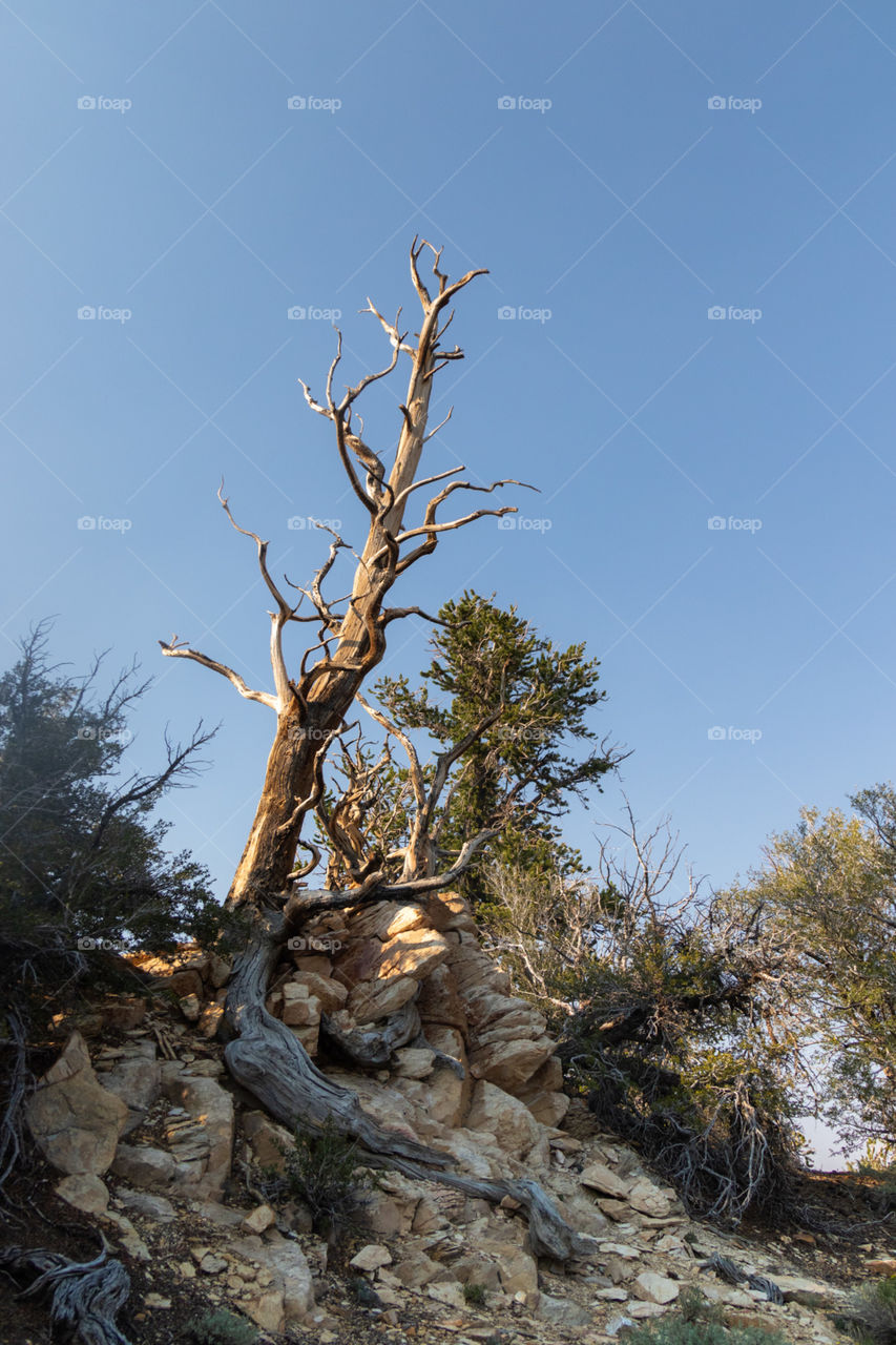 No Person, Nature, Tree, Landscape, Wood