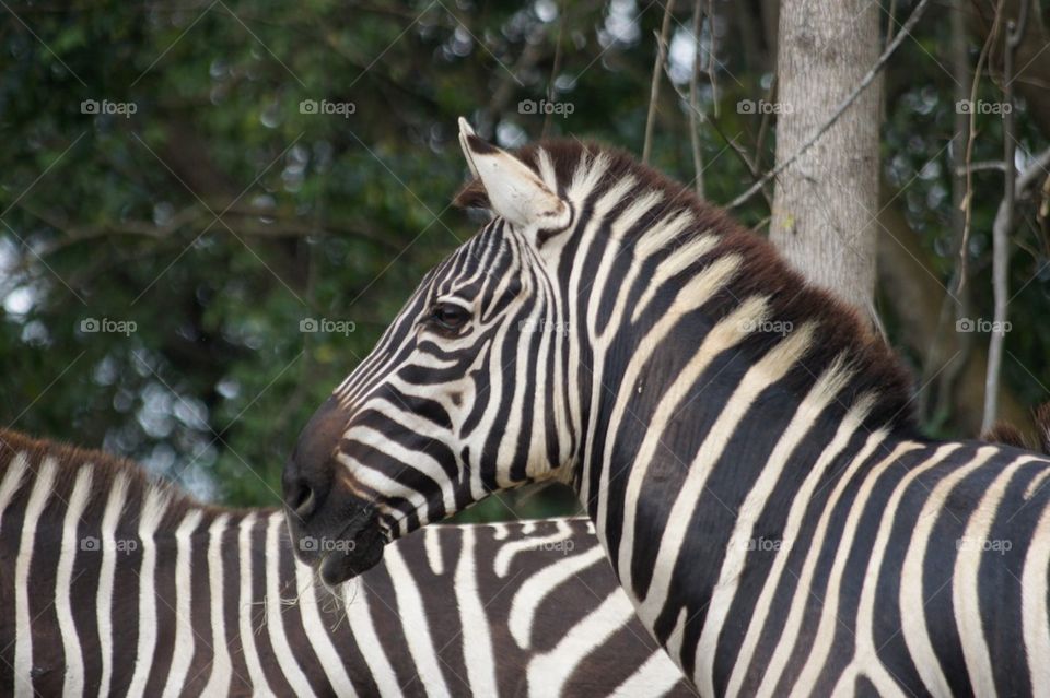 Grants zebra