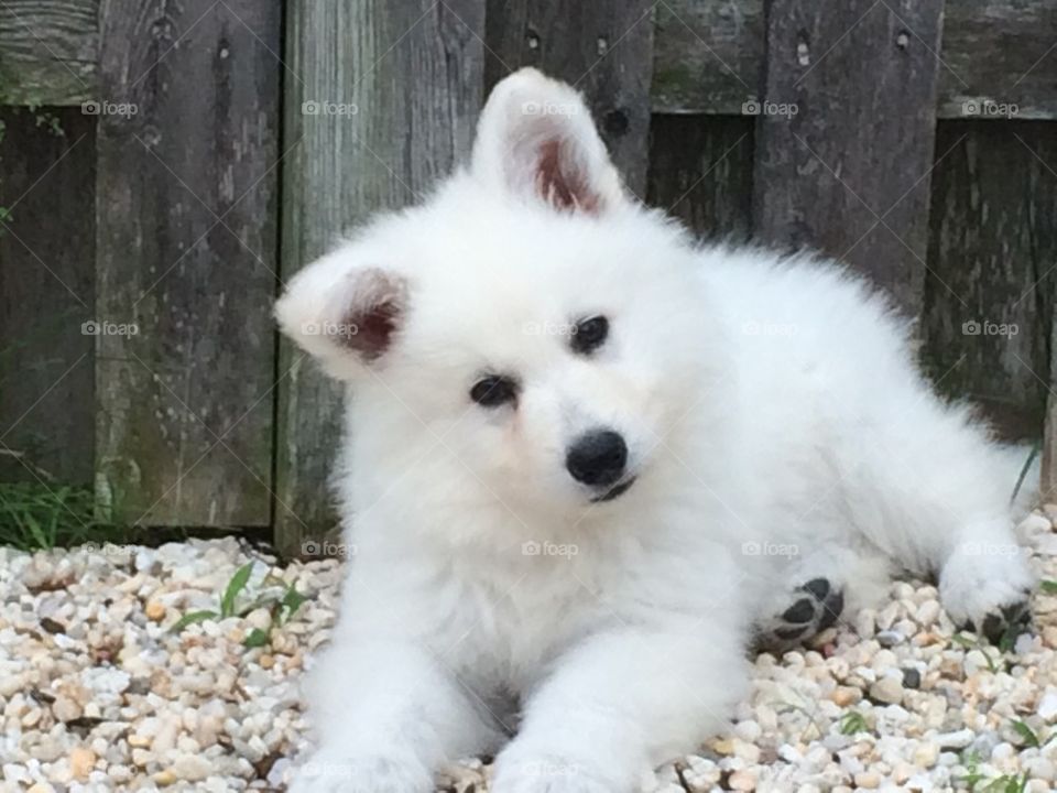 White German Shepard Puppy