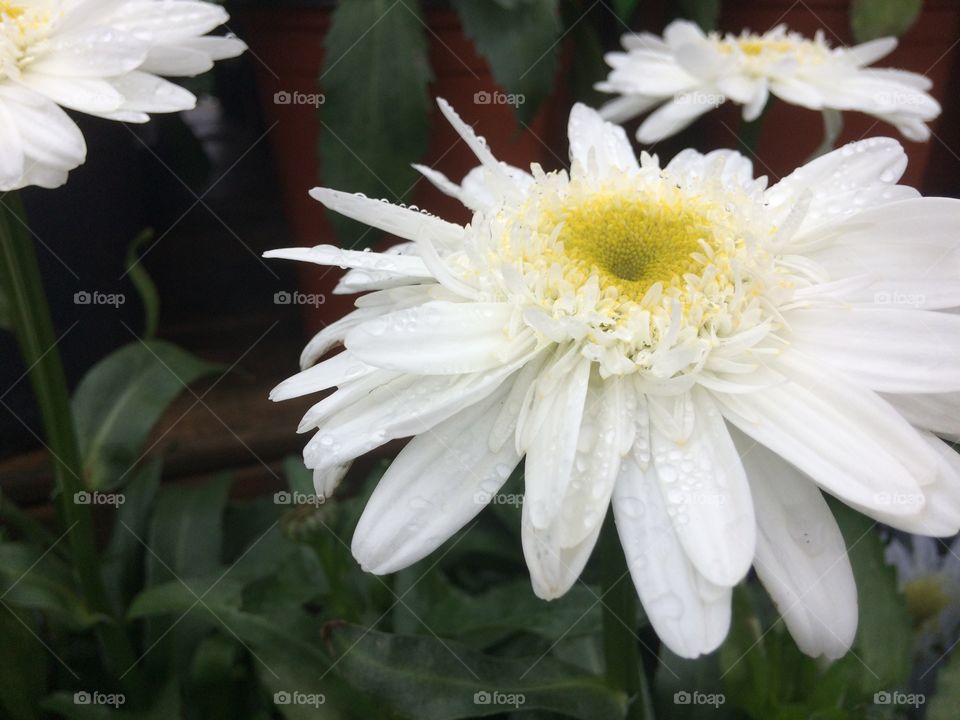 White daisies and rain drops