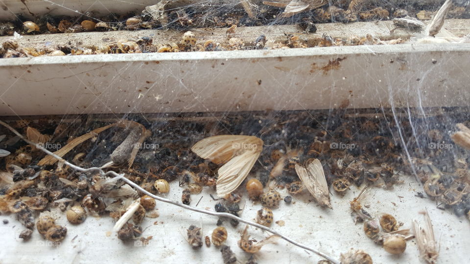 different types of bugs dead on window seal covered with spider web