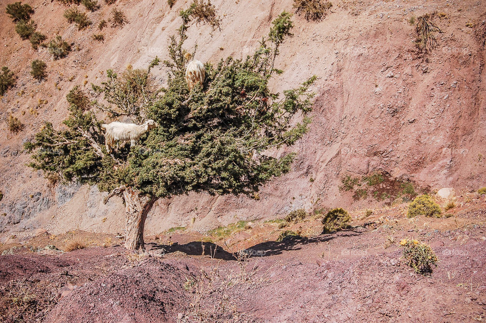 Goats in argan tree