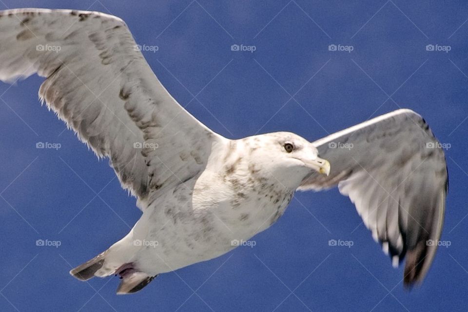 Flying gull