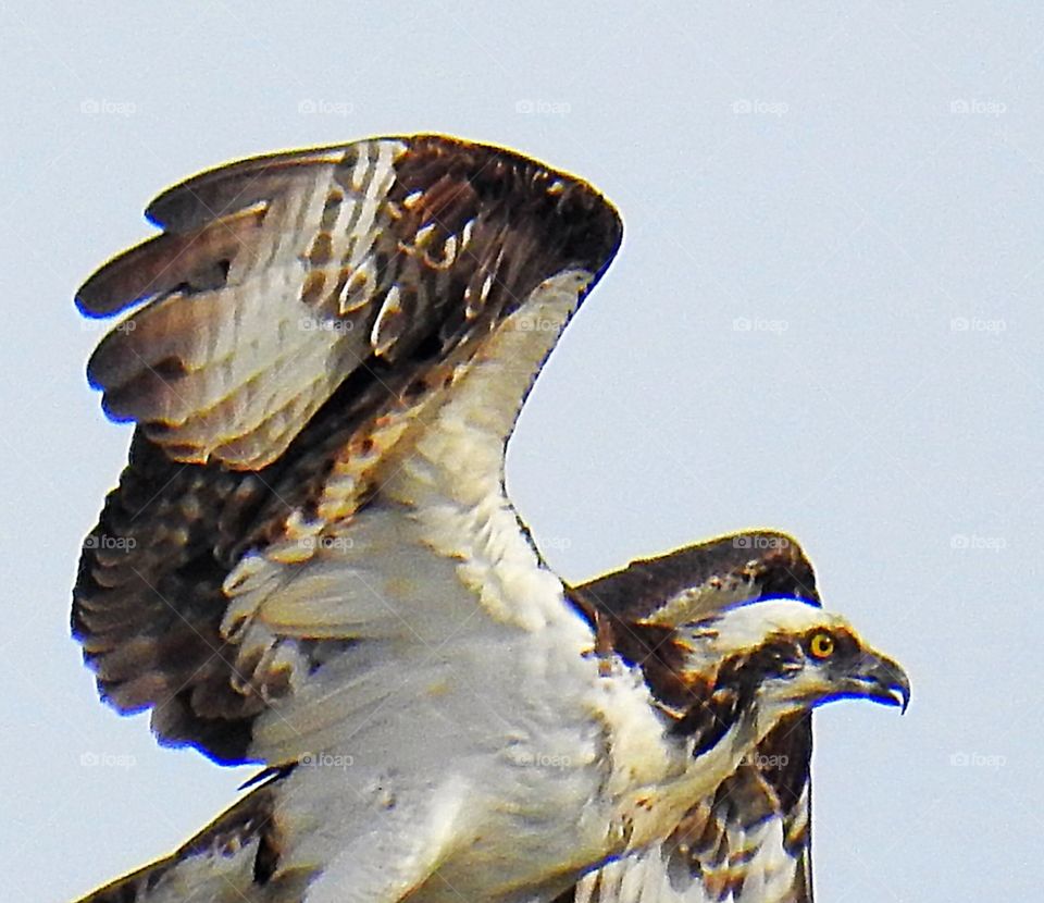 Osprey