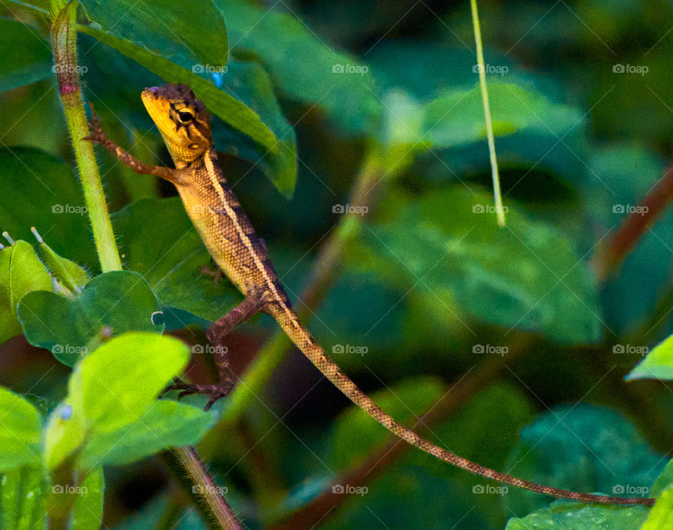 Oriental lizard  - closeup