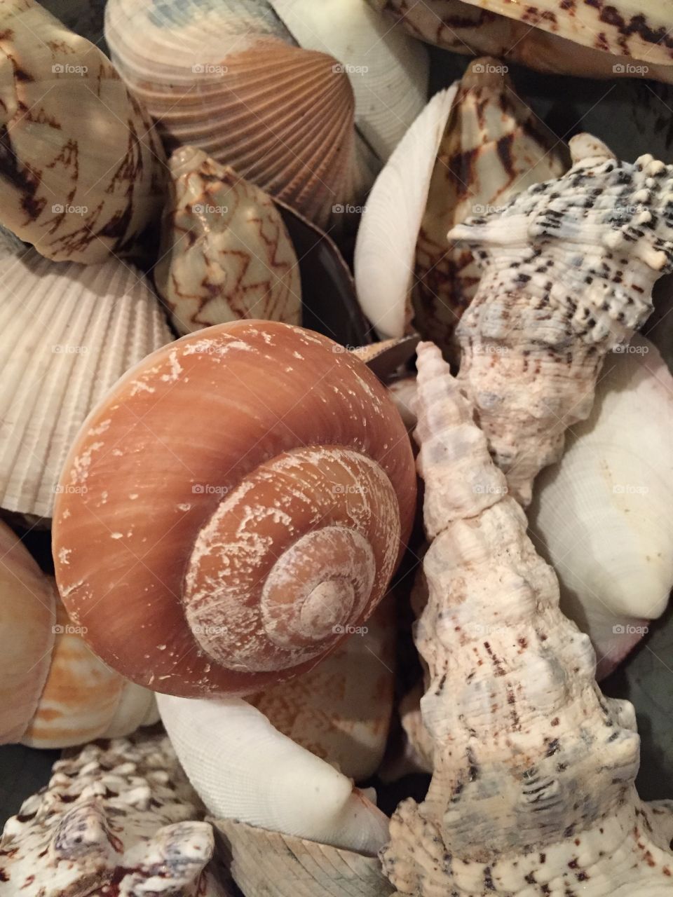 Full frame of seashells