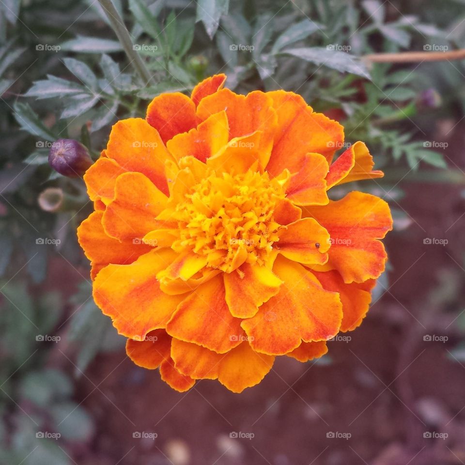 Flor guachupin. Orange.