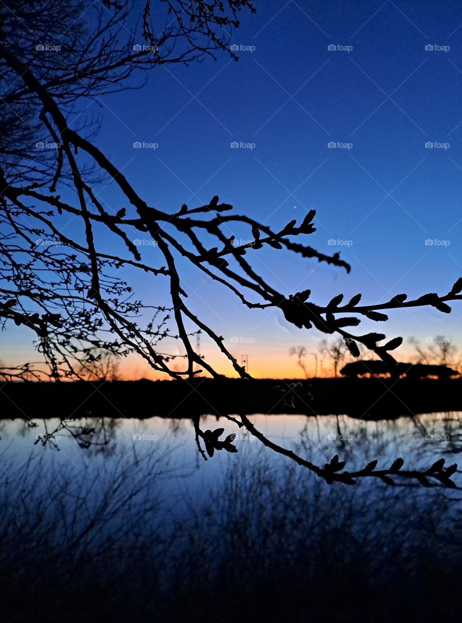 I took a photo at sunset with the branches in the foreground