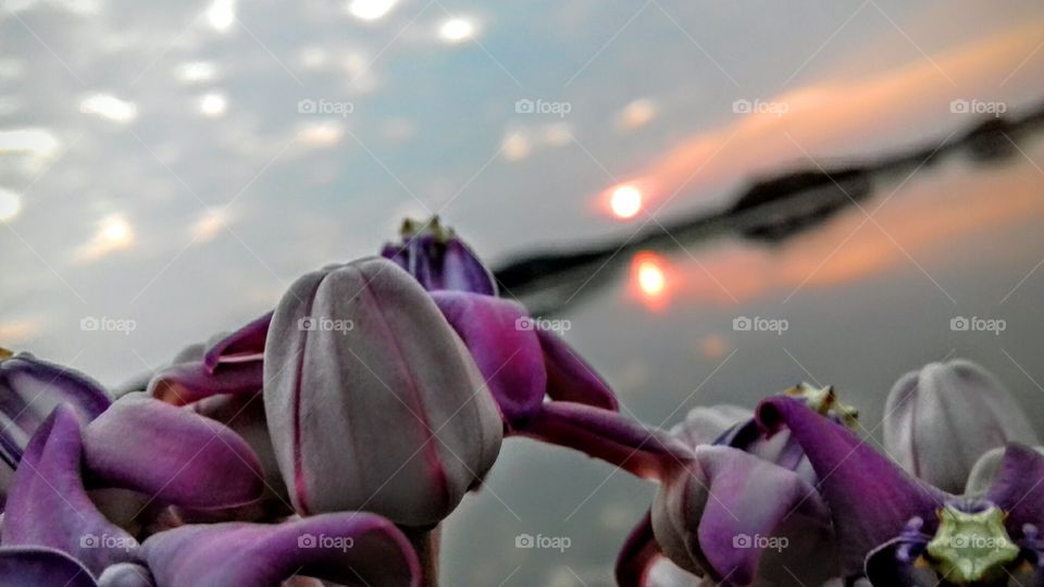 Flower, Nature, No Person, Tulip, Summer