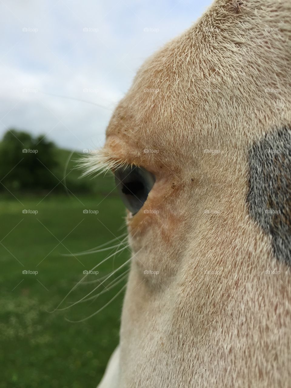 This photo is  focused on a white horse's blue eye