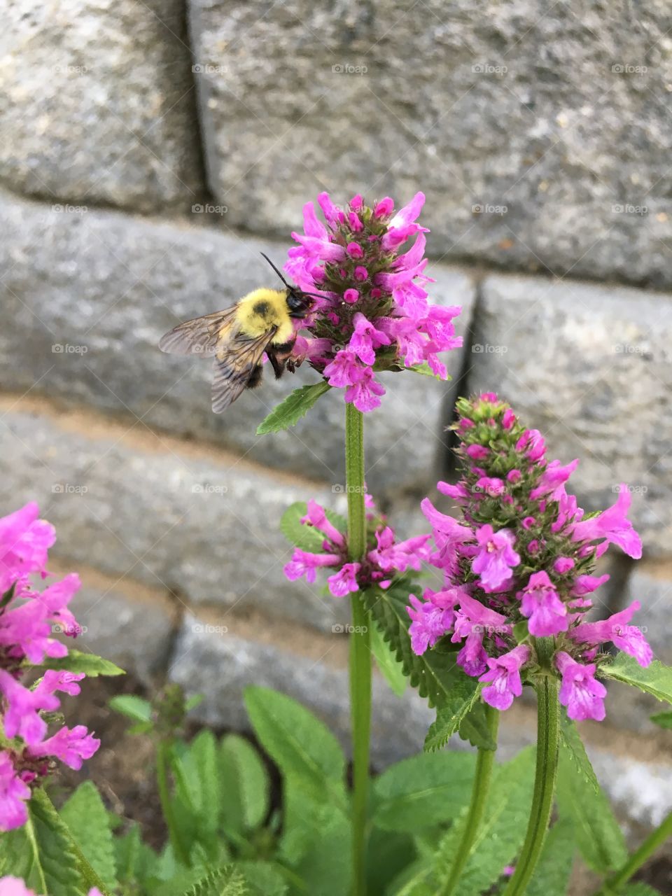 Bumblebee busy on flower