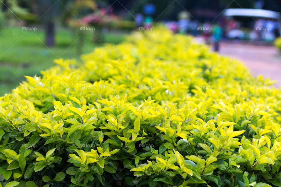 Green fence