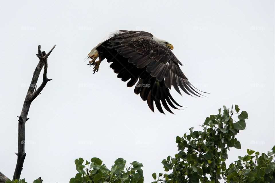 Closeup of the intense gaze and razor like talons of a bald eagle as it departs a tall branch in search of food