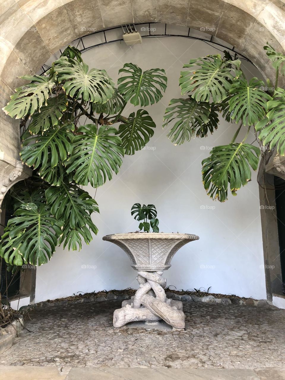 Beautiful plants and a fountain in a white wall