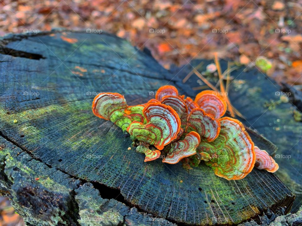 Parchment mushrooms on an oak log