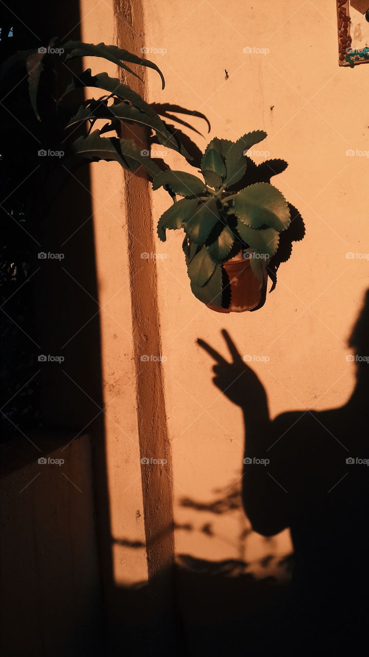 Shadow and plant