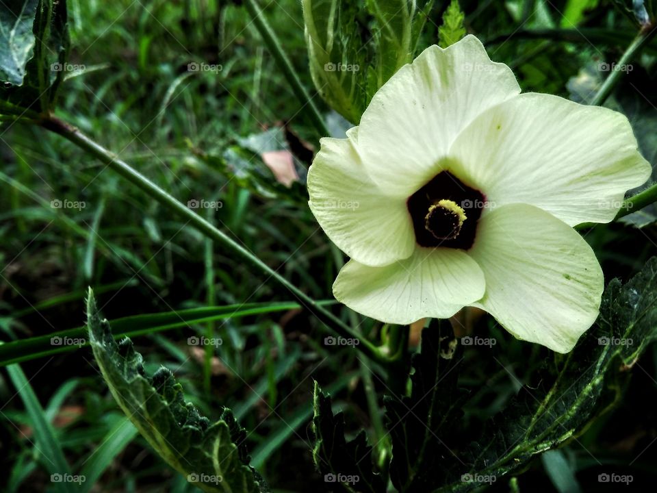 Flower image