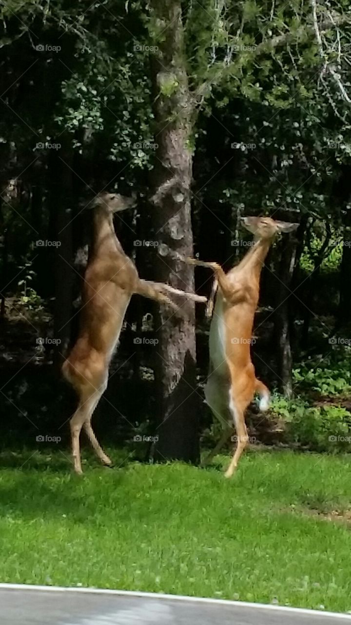 Doe Fight
