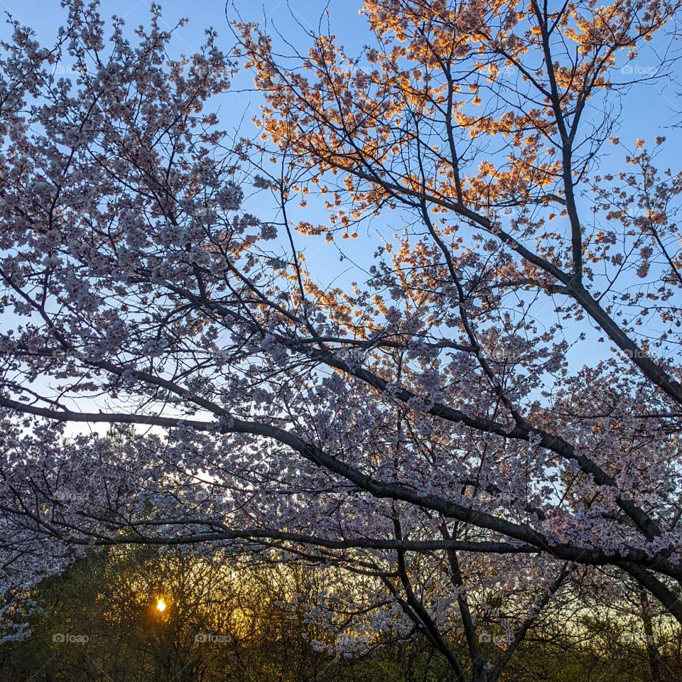 Cherry Blossoms in the spring