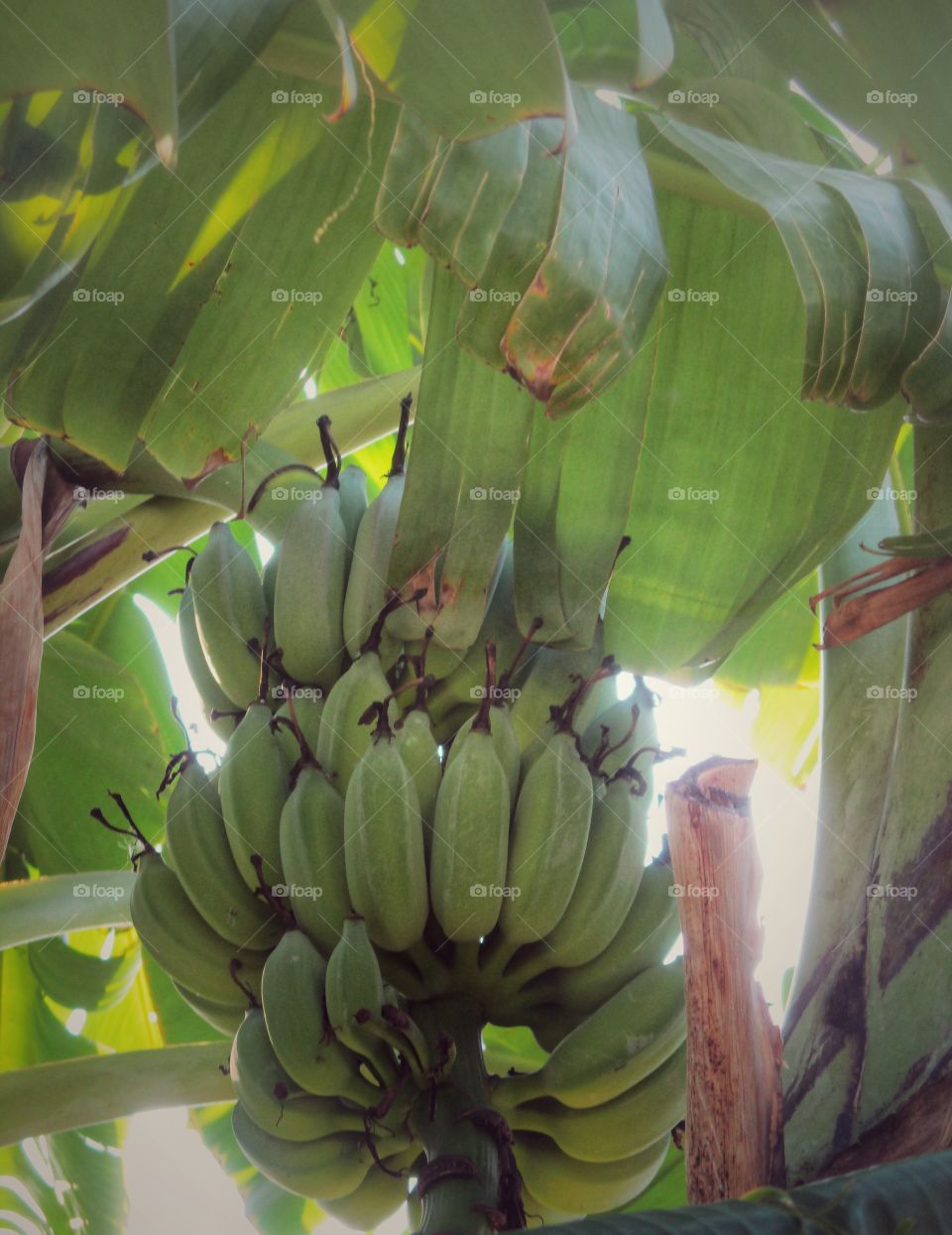 banana in the garden