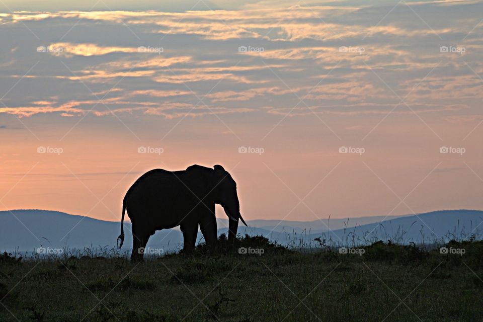 Sunrise on the Serengeti. Took this picture on safari in the Serengeti. It was a sunrise Safari. 