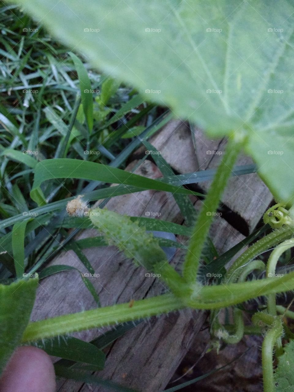 my baby cucumber forming