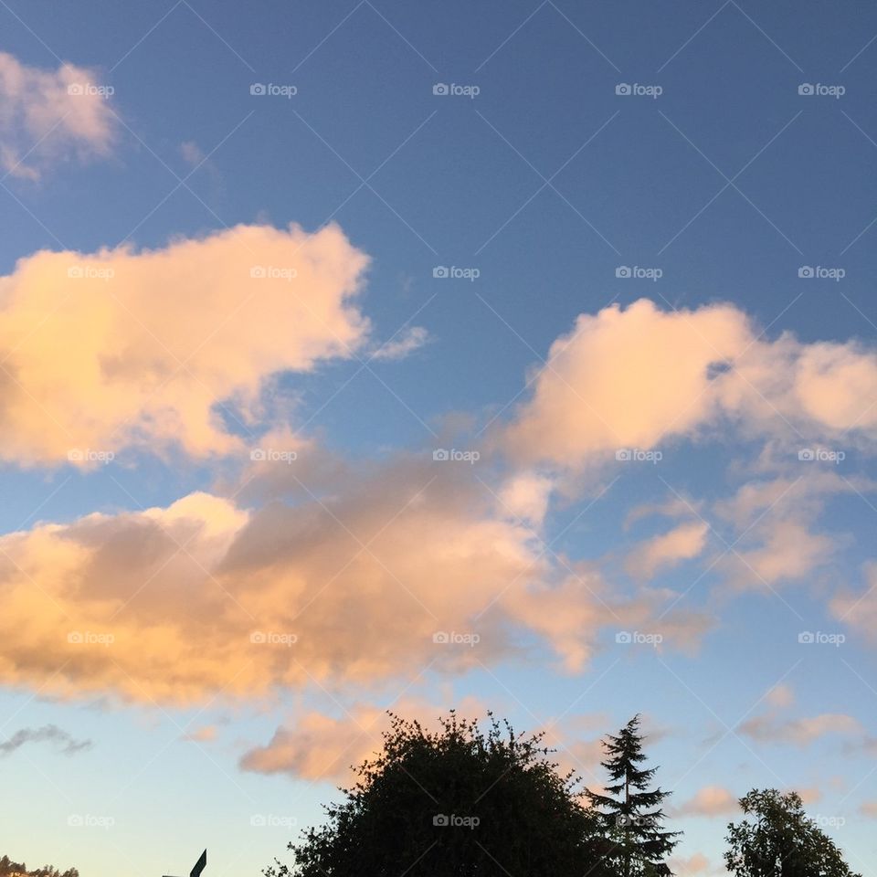 Pink clouds and tree tops