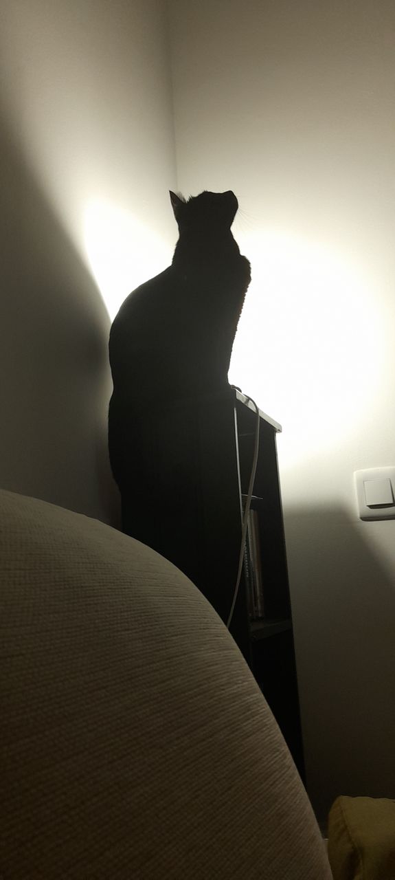 Black cat looking for the fly