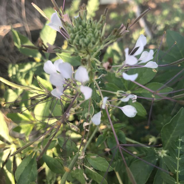 Flower,plant 