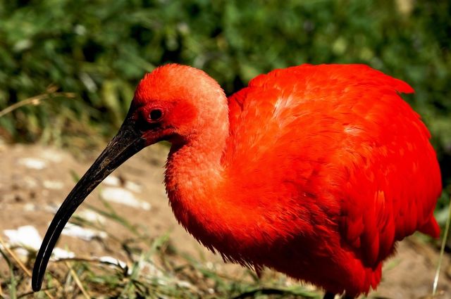 Fiery bird